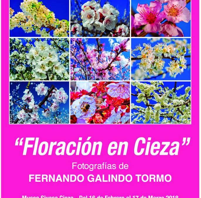 Fernando Galindo inaugura su exposición “Floración en Cieza” en el Museo Siyâsa de Cieza