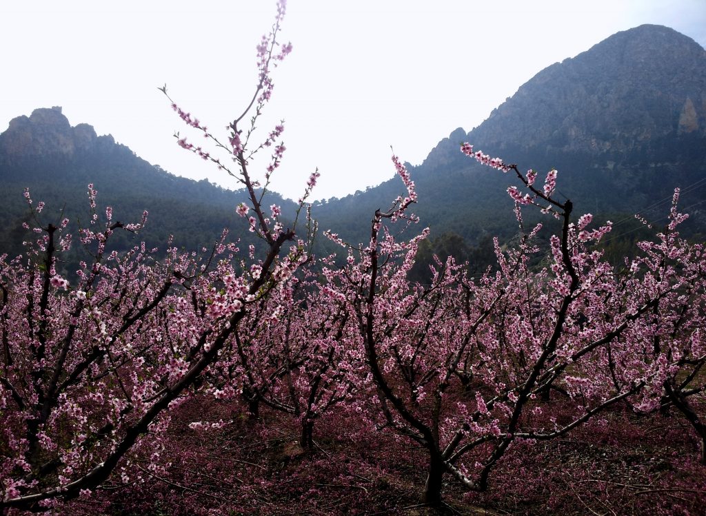 Fotografía del Paraje del Paseo Ribereño de Cieza en plena floración, foto ciezaentumano.es