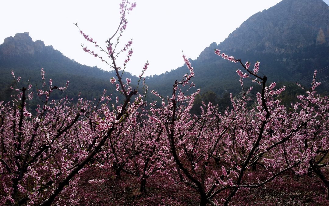 Las Concejalías de Medio Ambiente, Sanidad y Educación coordinan las actuaciones ante las previsiones meteorológicas de bajada de temperaturas