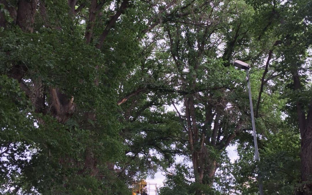 El Ayuntamiento confirma que se realizan las actuaciones necesarias en la olmeda de El Maripinar