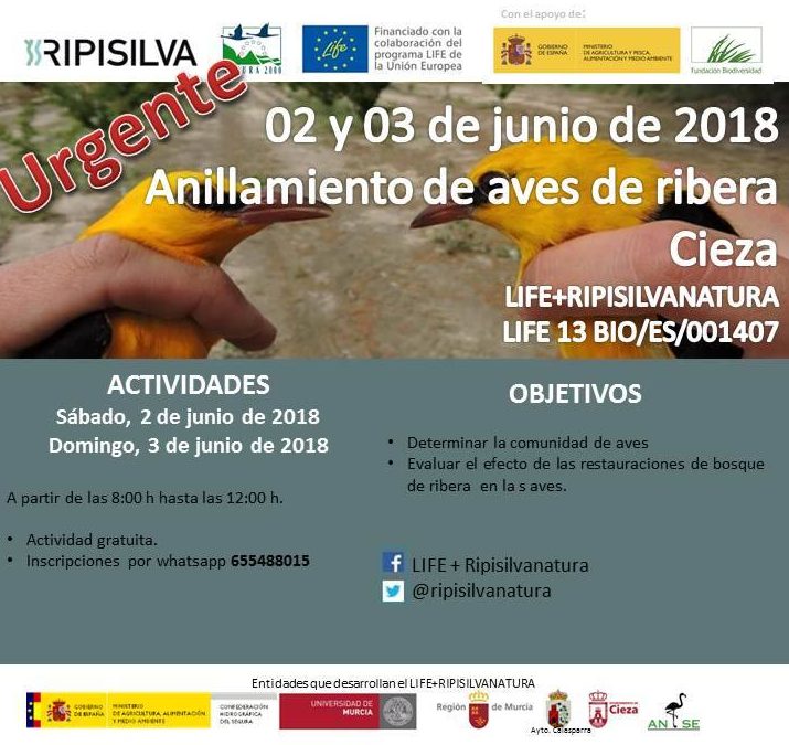 La Asociación de Naturalistas del Sureste, ANSE, hace un llamamiento para el anillamiento de aves para este fin de semana en Cieza