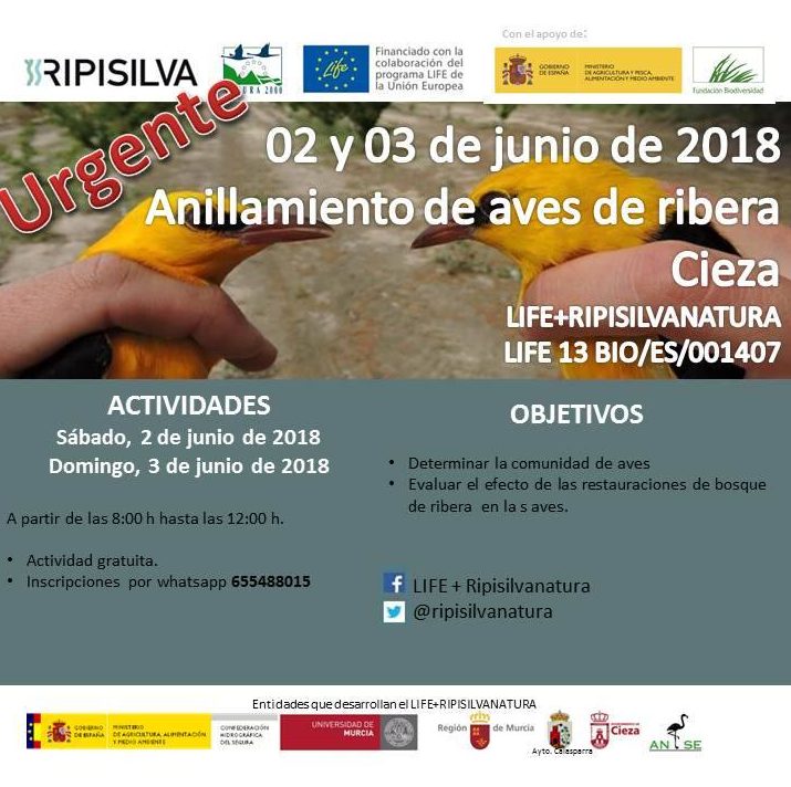 Cartel anillamiento de aves de ribera en el río por ANSE en Cieza.