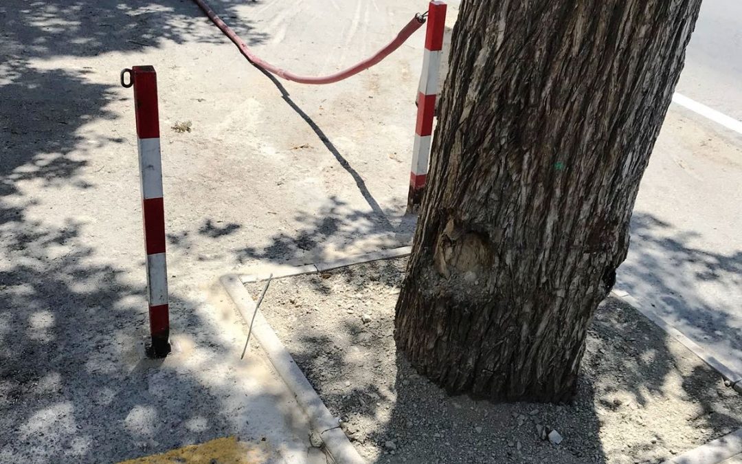 Medio Ambiente y Obras recuperan los alcorques de los olmos del paraje del Asensao