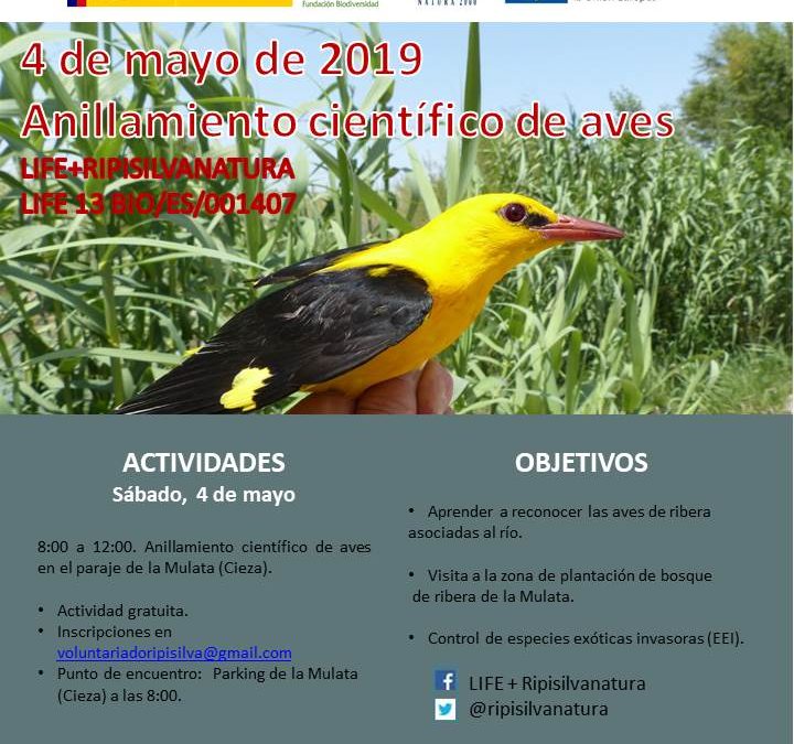 Jornada de anillamiento científico de aves en la Presa de la Mulata