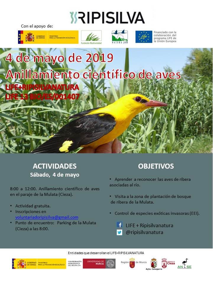 Imagen del cartel de la jornada de anillamiento de Anse en la Presa de la Mulata de Cieza.