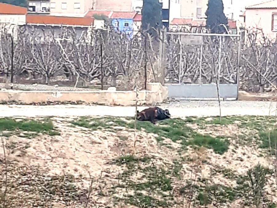 Encuentran un jabalí muerto junto al río Segura en Cieza