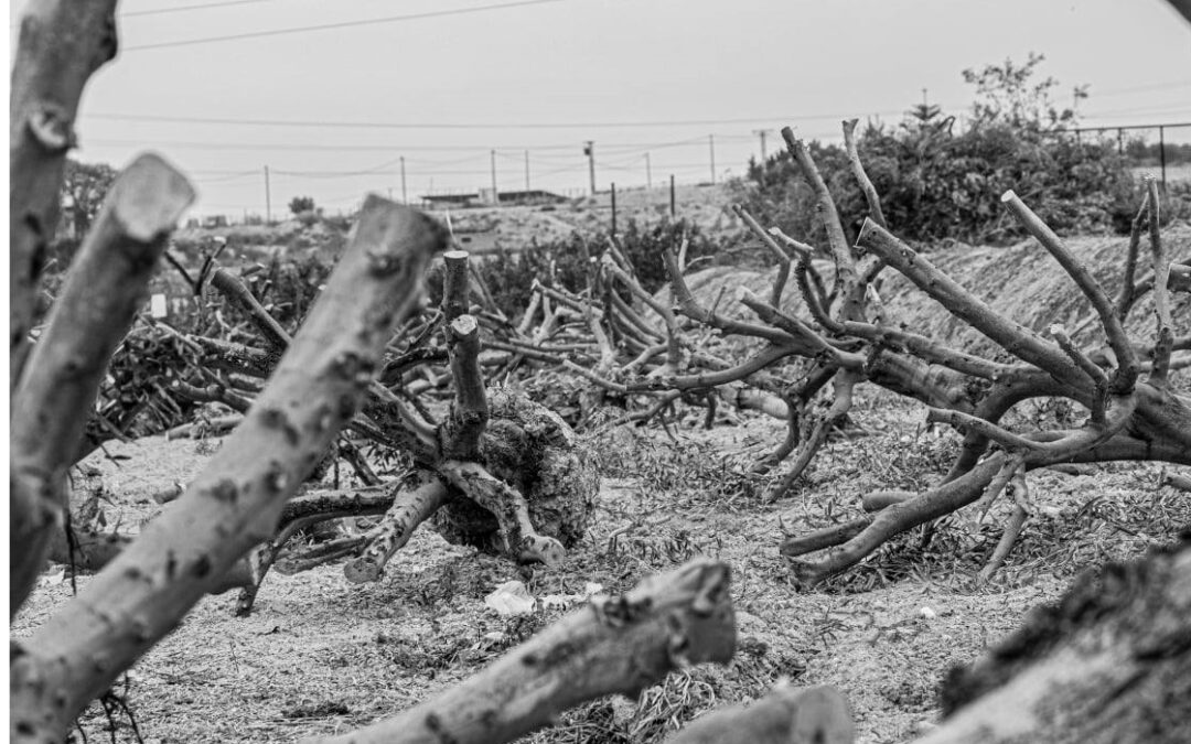 Inauguración de la artista emergente Nm. Del Vas en Galería eFe Serrano