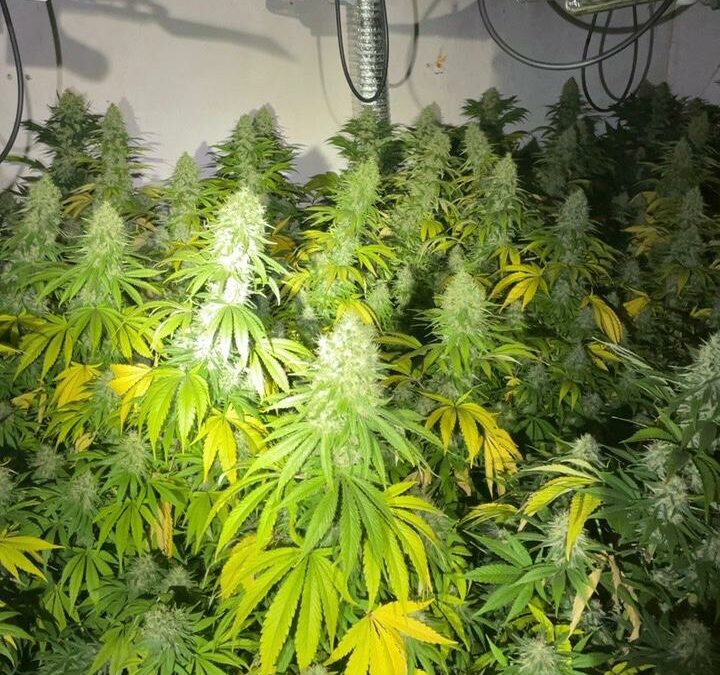 Un incendio descubre una plantación de Marihuana en Cieza