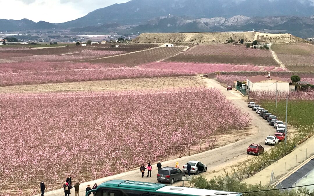 Análisis de movimientos turísticos durante “Floración Cieza 2023”