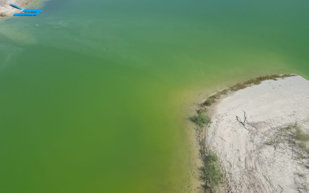 La CHS detecta un crecimiento de algas en el embalse del Judío