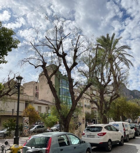 Inicio de los trabajos de sustitución de arbolado en el Paseo