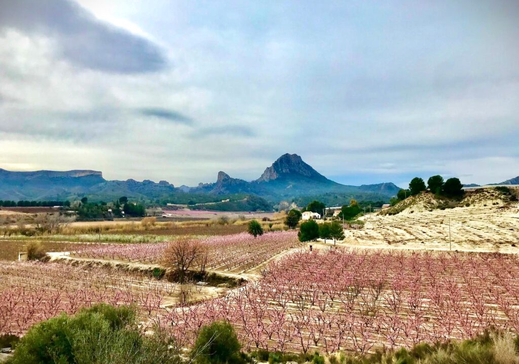 El tiempo. Floración de Cieza
