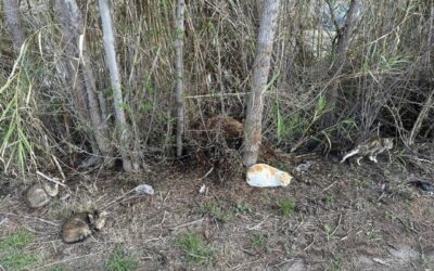 Está prohibido alimentar animales en la vía pública y en espacios naturales sensibles