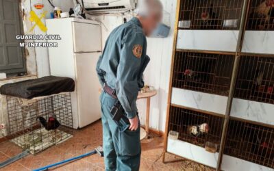 La Guardia Civil investiga a dos vecinos de Cieza por mutilar gallos de pelea